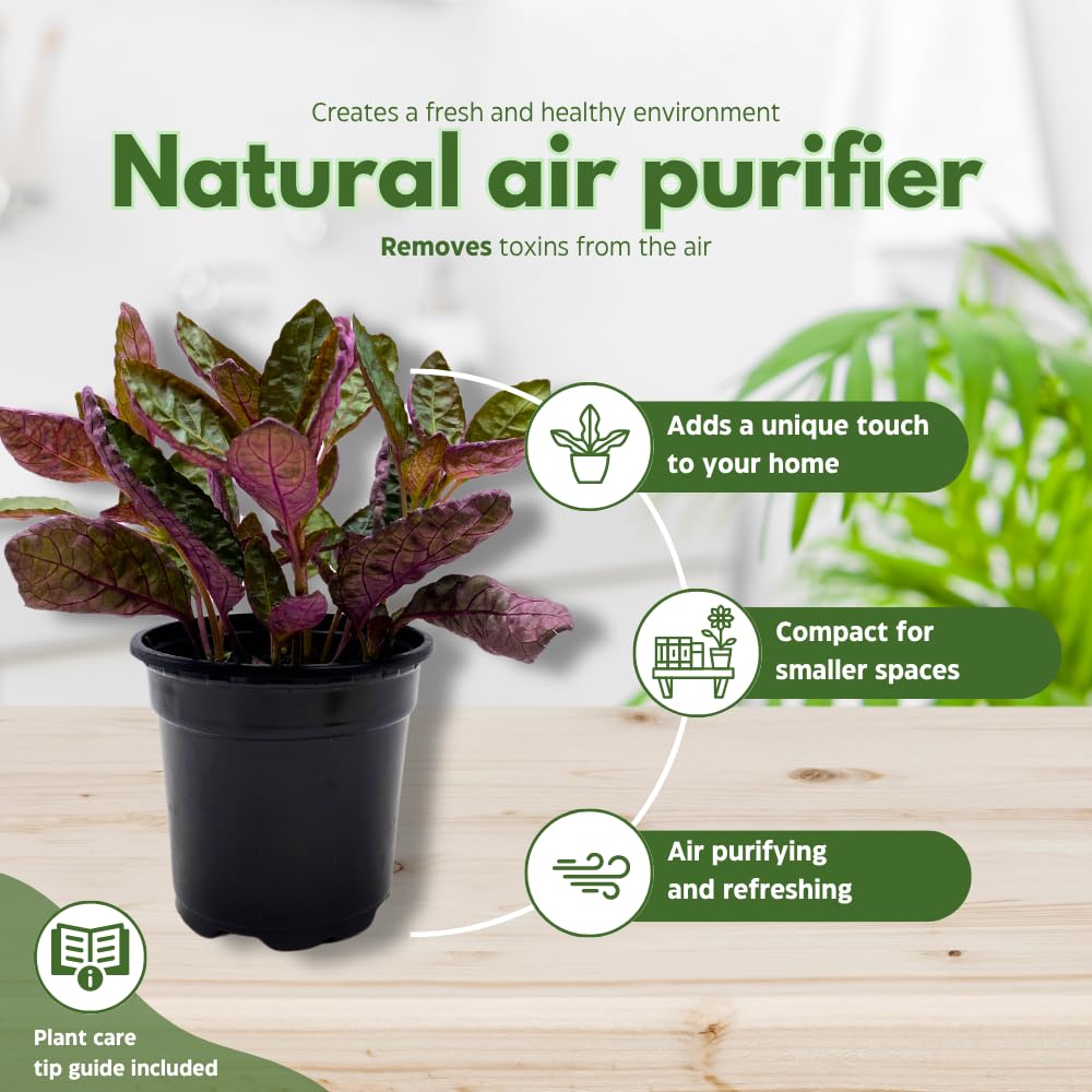 BubbleBlooms Purple House Plants Foliage Assortment Set of 3 in 4 inch pots