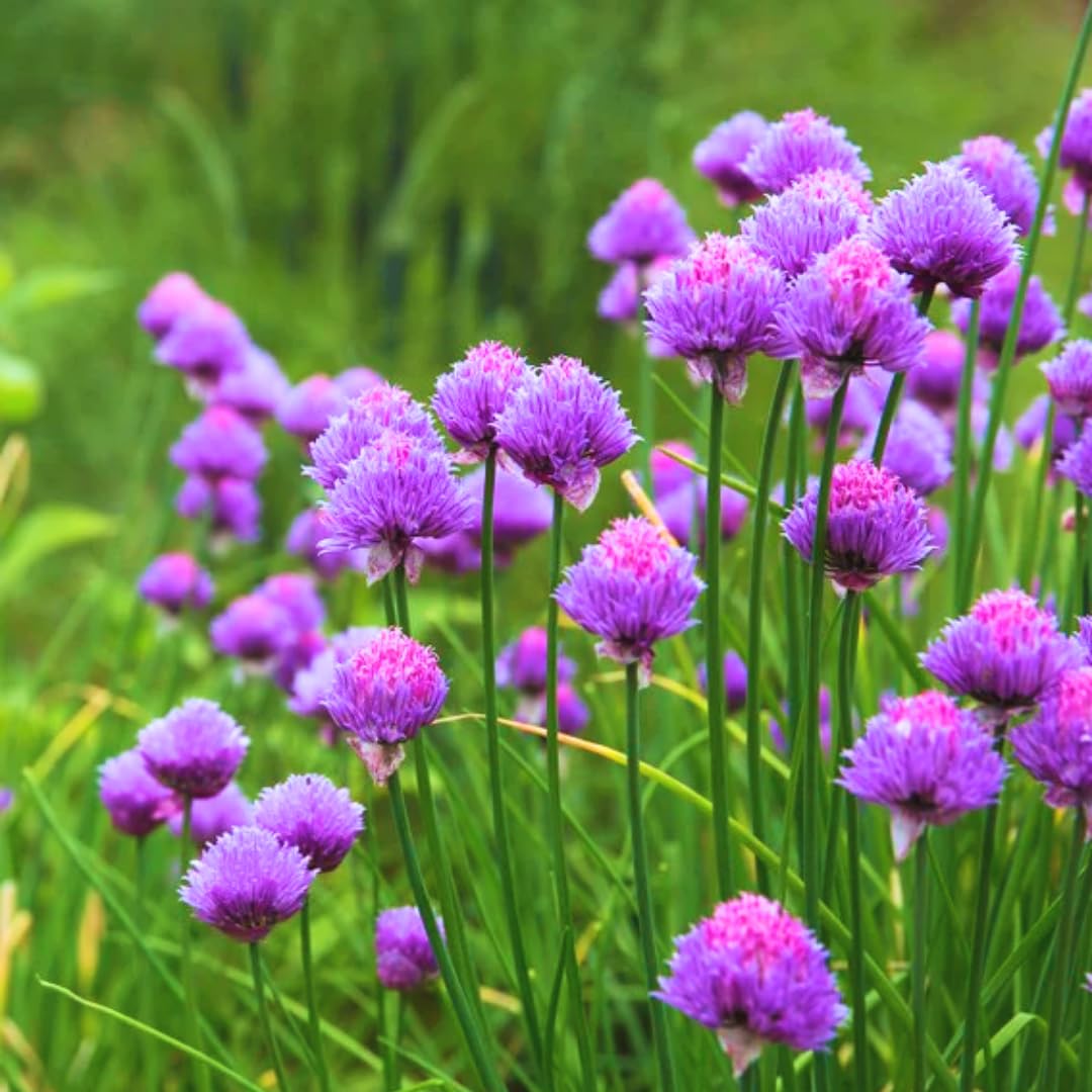 10 Chives Plants Live for Planting Outdoors, Well Rooted, Perennial Plants