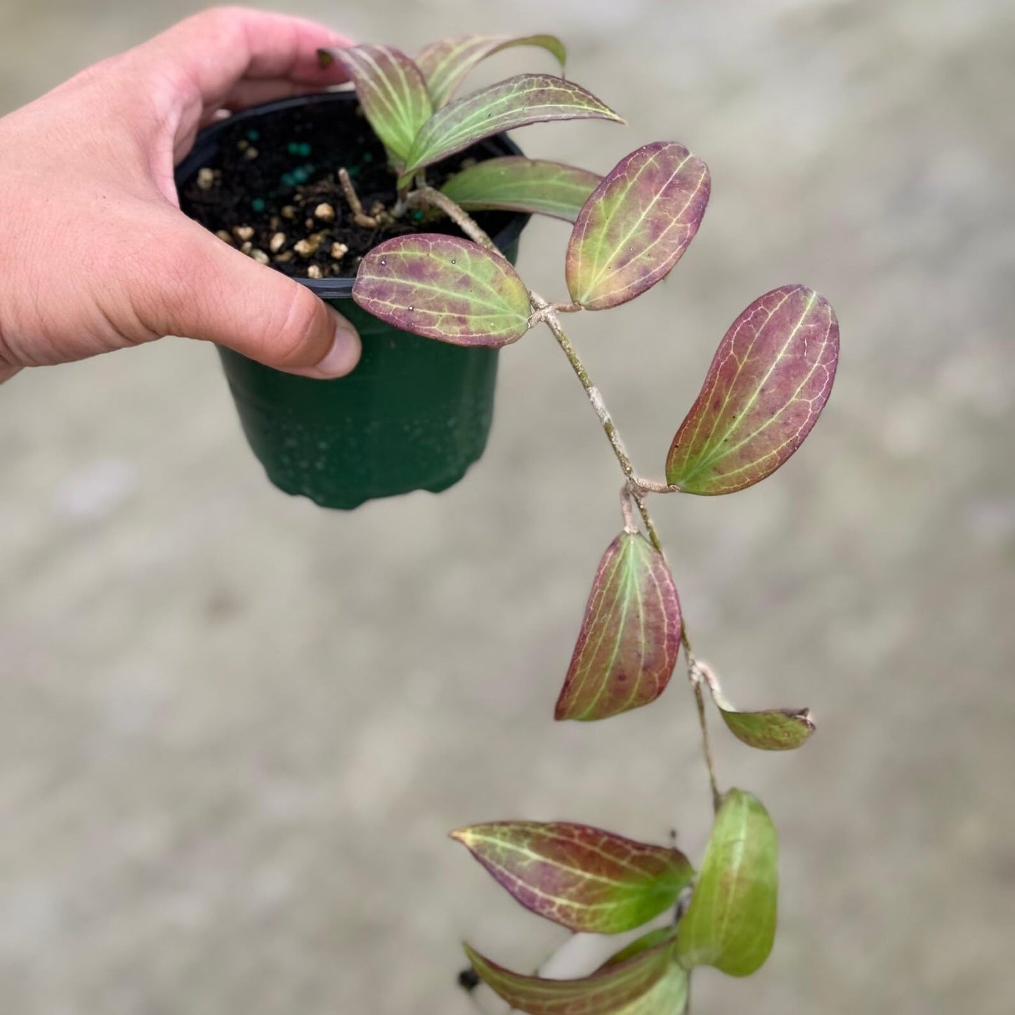 Hoya Merrillii Live Plant | Red Hoya Starter Plants | House Plants Live for Beginner | Hoya Cuttings Rare Plant Gifts | Tropical Houseplants (Heat Pack Included)