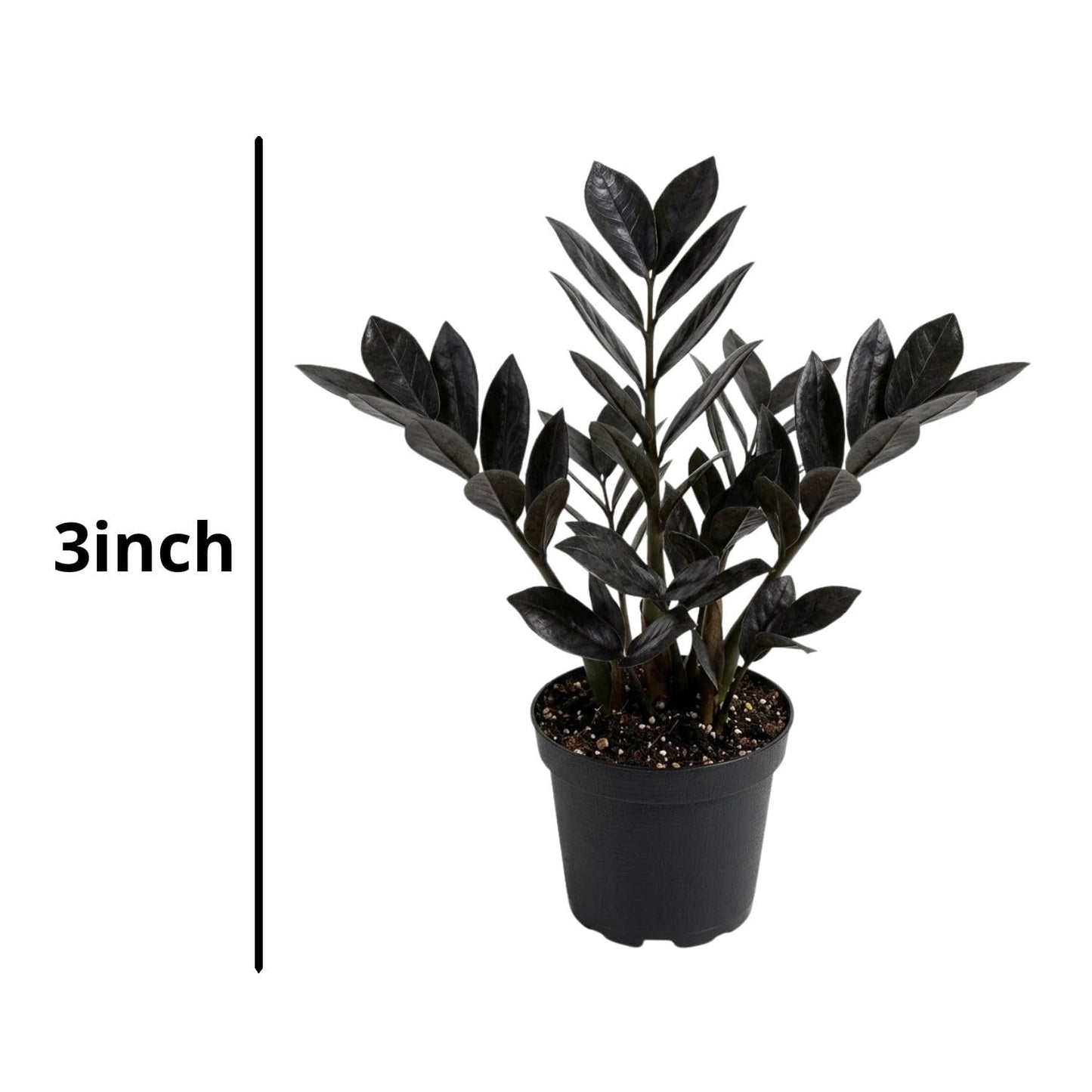 Live Black ZZ Plants, Black ZZ Plant Live Houseplants for Planting Indoor 3 Inch Pot