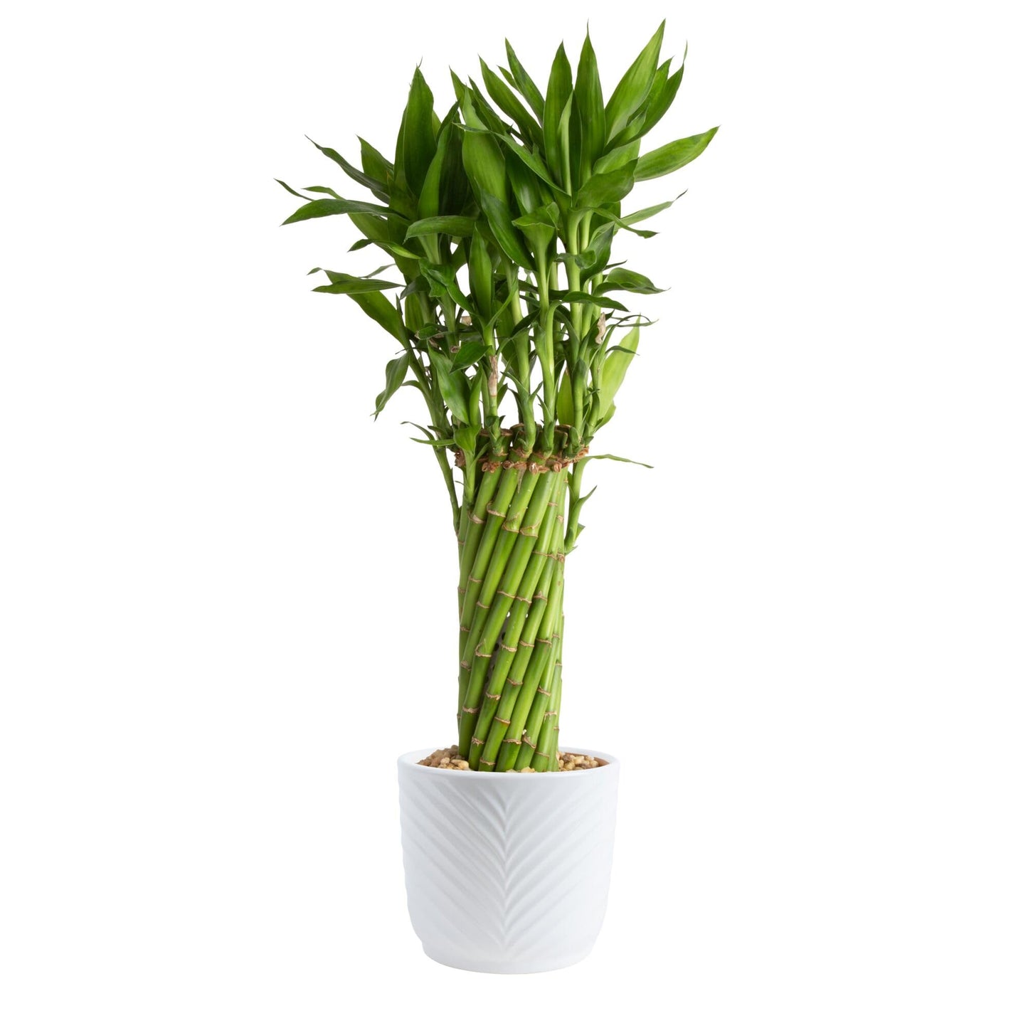 Costa Farms Lucky Bamboo Live Plant in Decorative Pot, Easy to Maintain Indoor Houseplant, Perfect for Home, Room, or Office Decor, Great House Warming or Birthday Gift, 12-15 Inches Tall
