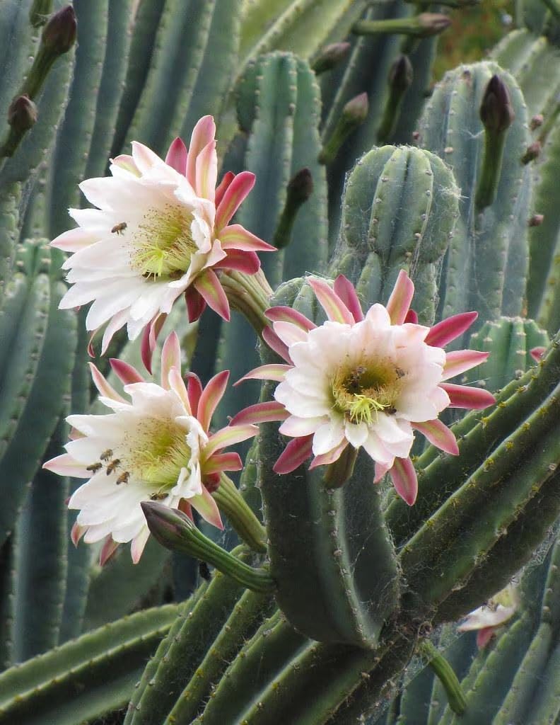 Giant Baja Cardon Cactus (Pachycereus pringlei) - 1 Gal. - Towering Height - Oversized White Flowers