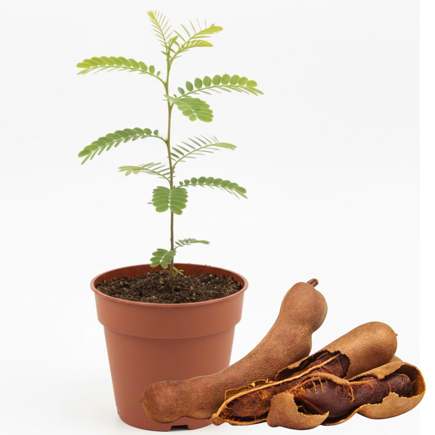 Tamarind Tree Live Plant in 4 Inch Pot, 6-10 Inches Tall for Outdoor Growing, Tropical Fruit Tamarind Plants