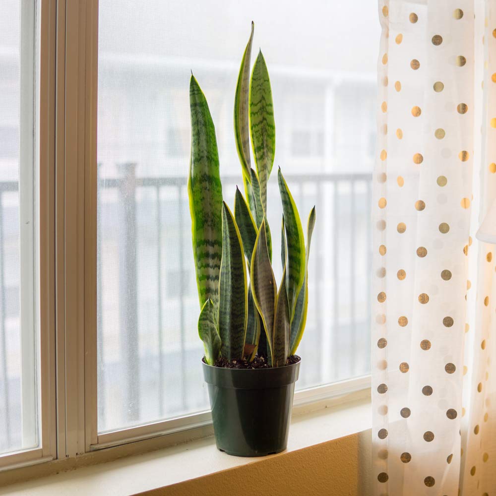 Perfect Plants Snake Plant Sansevieria Trifasciata Laurentii 16in Tall | Easy Care Houseplant | Perfect for Low to Bright Light Conditions, 6 in Grower's Pot