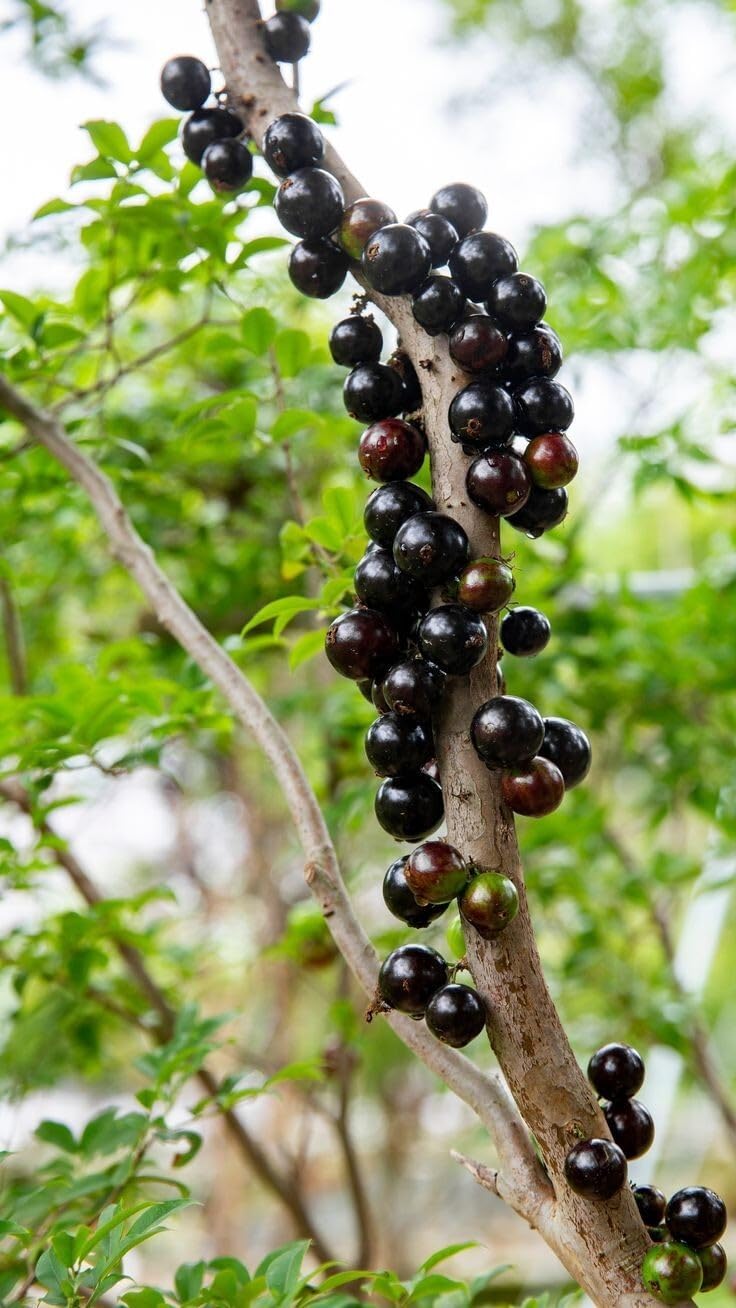 Live Plant - Big Jaboticaba Live Tree 1-2 Ft