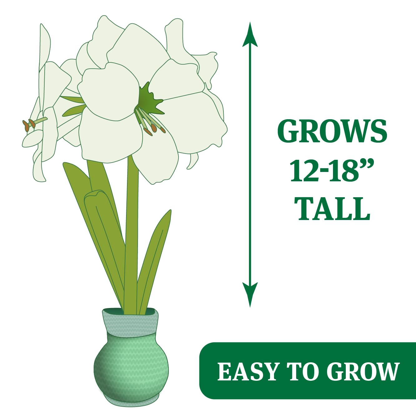 Jingle All The Way Sweater Amaryllis Flower Bulb with Stand, No Water Needed, Gift Ready