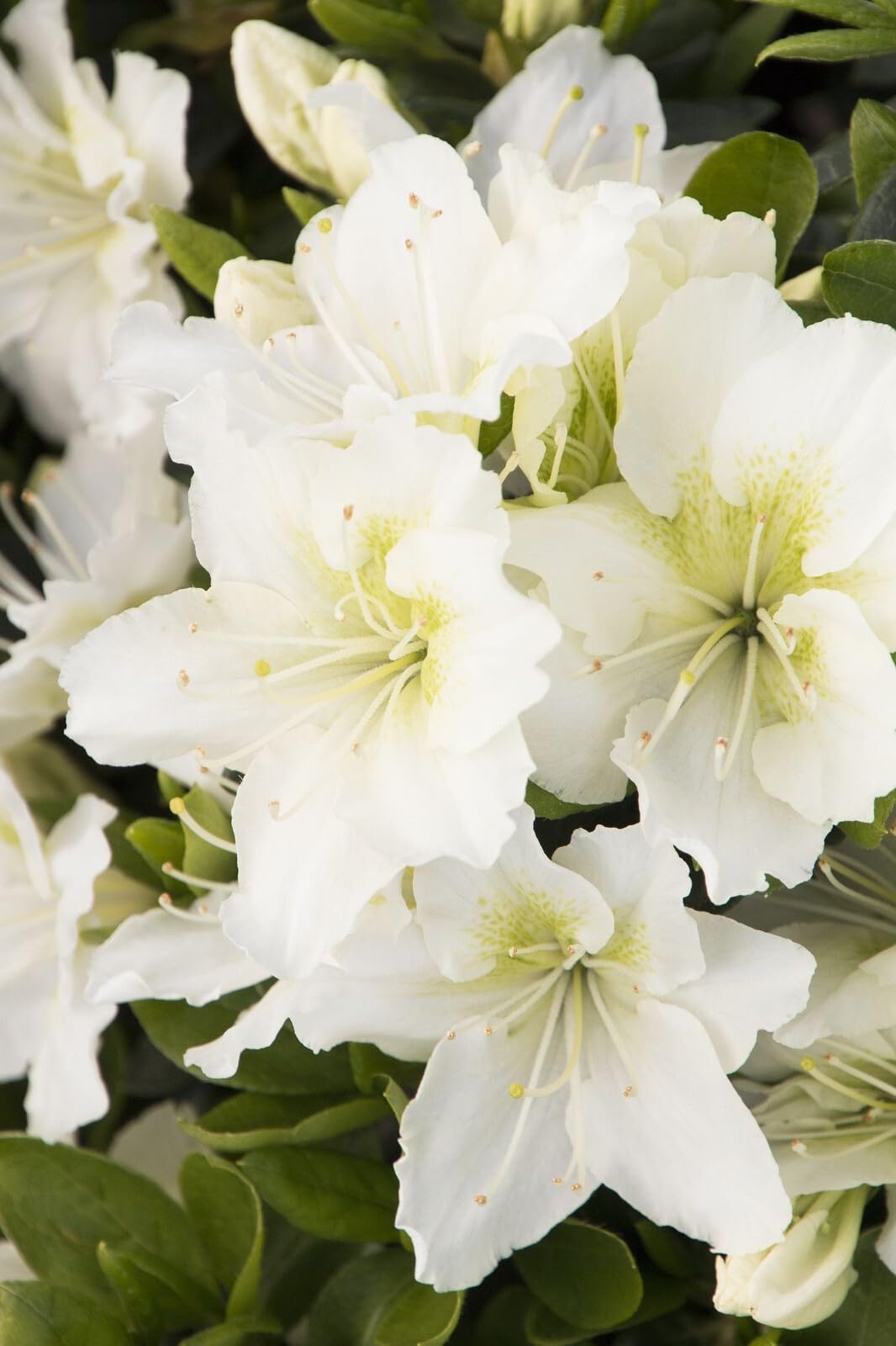 Live Plant - Snow Azalea Rhododendron Deciduous Small Rooted Starter Plant