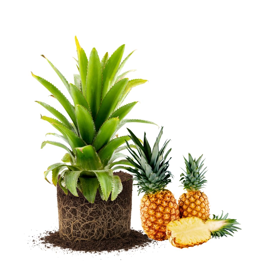 Set 2 Pineapple Plants Live, Sweet Pineapple Shrubs, Tropical Fruit, 4 to 8 Inch Tall for Planting Outdoor (Sugarloaf)