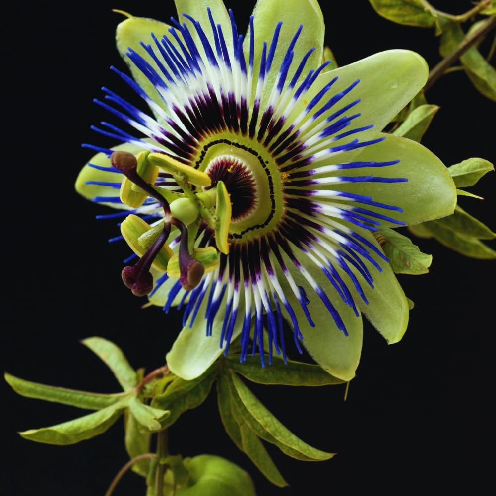 Blue Passion Flower Plant Live, 3 Inc Pot, Passiflora Flowering Vine Live Plant, Easy to Plant