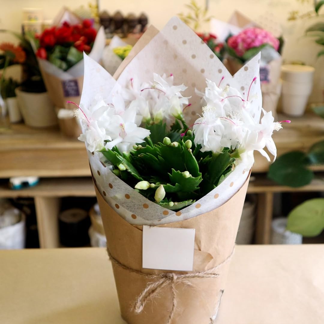 Random Christmas Cactus Plants Live in 4 Inch Pot | Unique Christmas Cactus Live Plants | Low-Maintenance Indoor Houseplant | Great Holiday Gift for Plant Lovers | Random Color