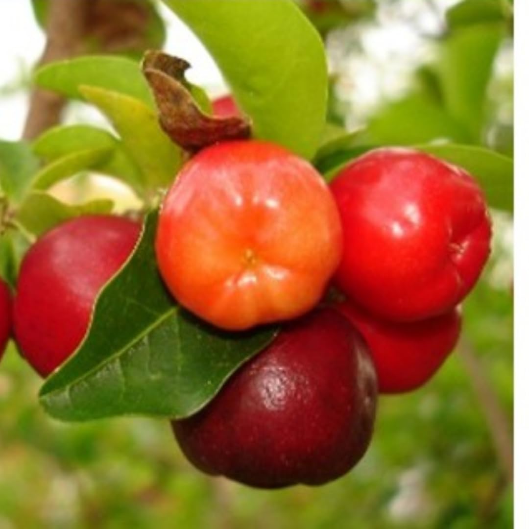 Dwarf Barbados Cherry Tree 4-8" in Tall, Sweet Cherry Live Plant, Starter Plants High Yielding, No Pot, Outdoor Spring Planting