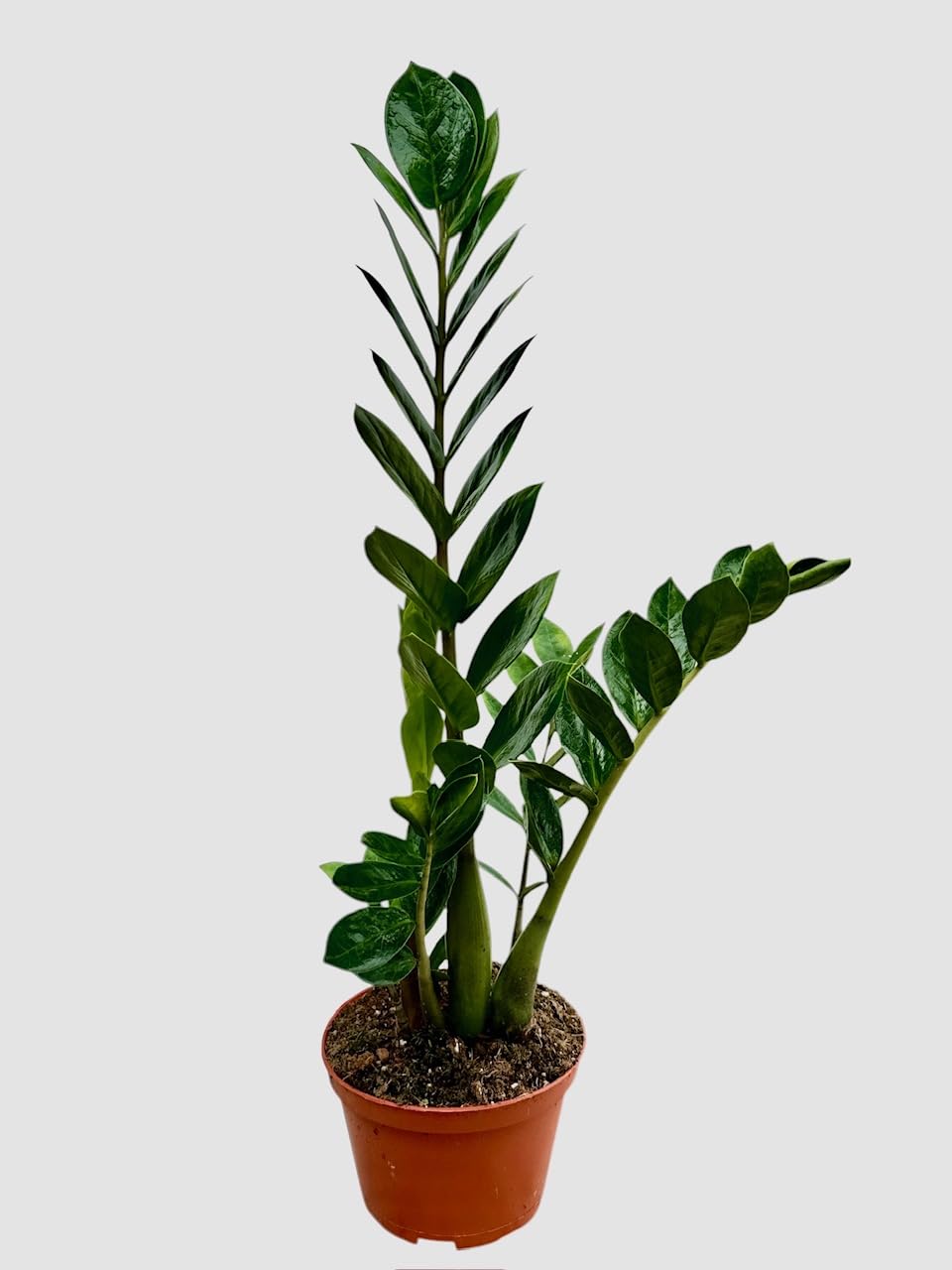 ZZ Plant in 6-inch Pot, Green Zamioculcas Zamiifolia, Indoor Air Purifying Plant for Home and Office Decor (1)