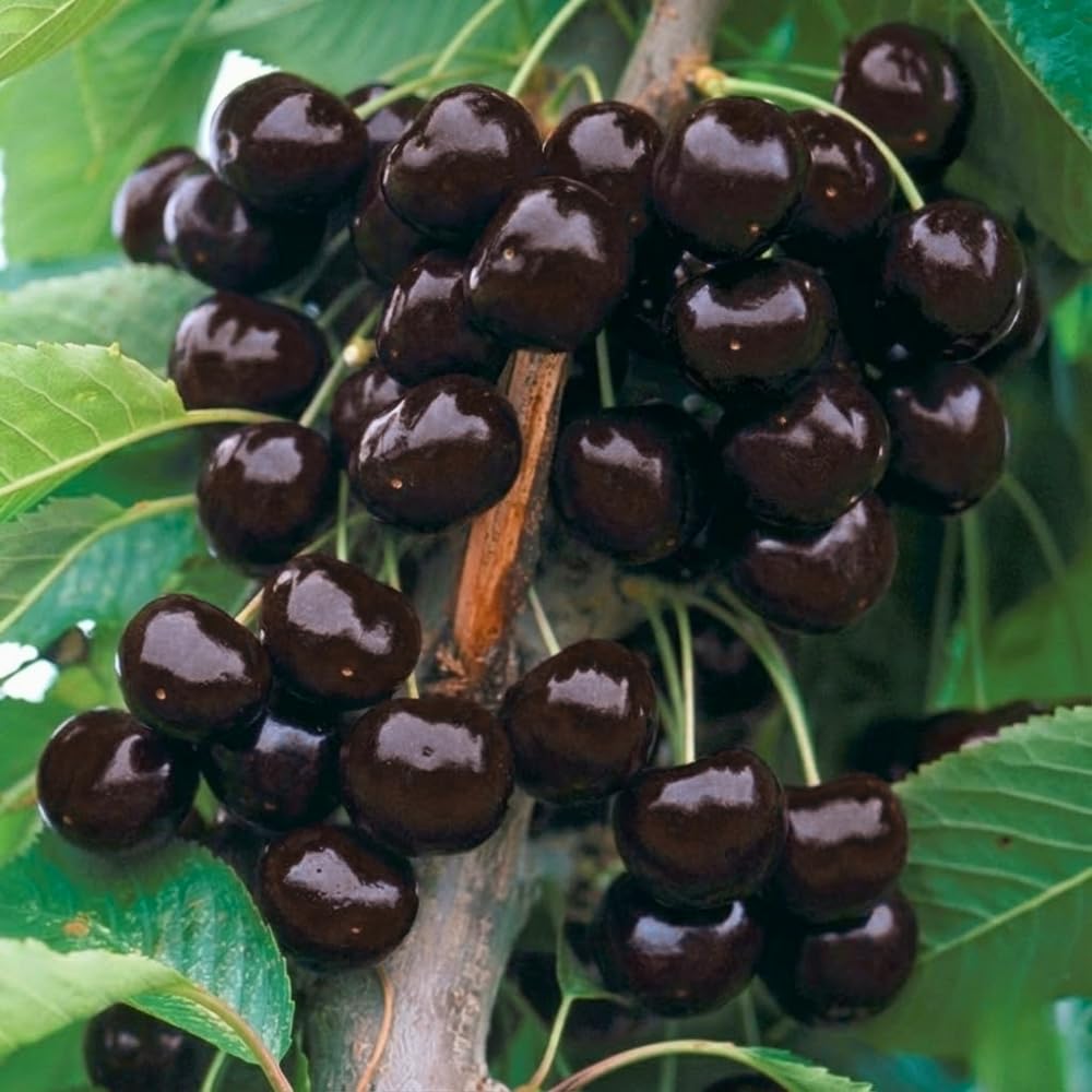 Set 2 Black Cherry Trees Live Plant, Sweet Cherry Plant Live, Wild Black Cherry Tree Plant from 1 Feet Tall