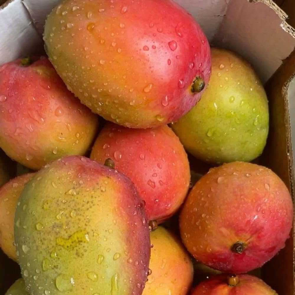 Grafted Mango Tree Live Plant 2-3ft 3 Gallon, Live Tropical Fruit Plant, Sweet Mango Variety for Outdoor Garden, No Ship to CA