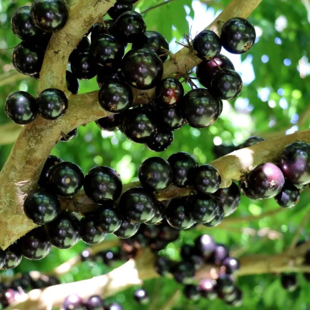 Jaboticaba Fruit Tree Live Plant, Large Size 1 Feet Tall, Jabuticaba Plant Live Great for Home Garden