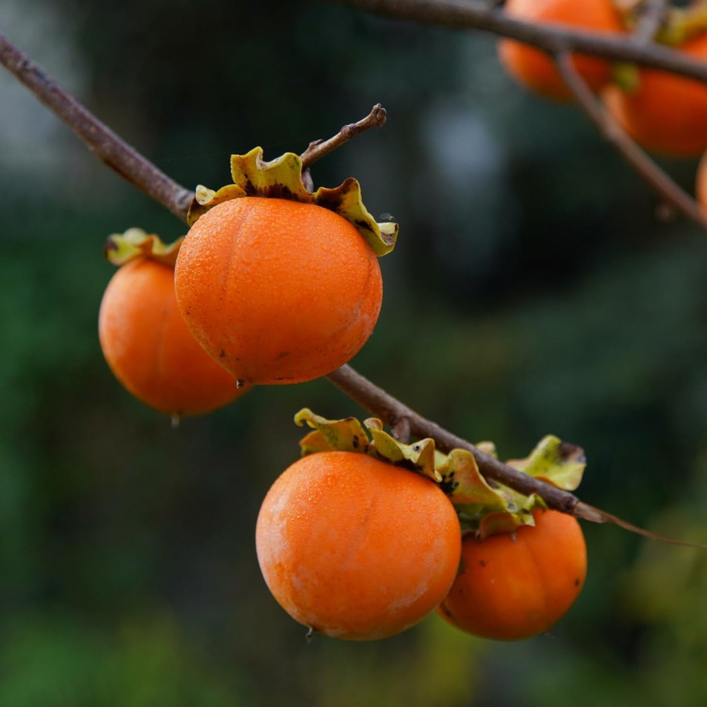 Persimmon Tree Live Plant in Quart Pot, 8-12 Inch Live Persimmon Plant, Cold Hardy Fruit Plants for Home Garden Planting
