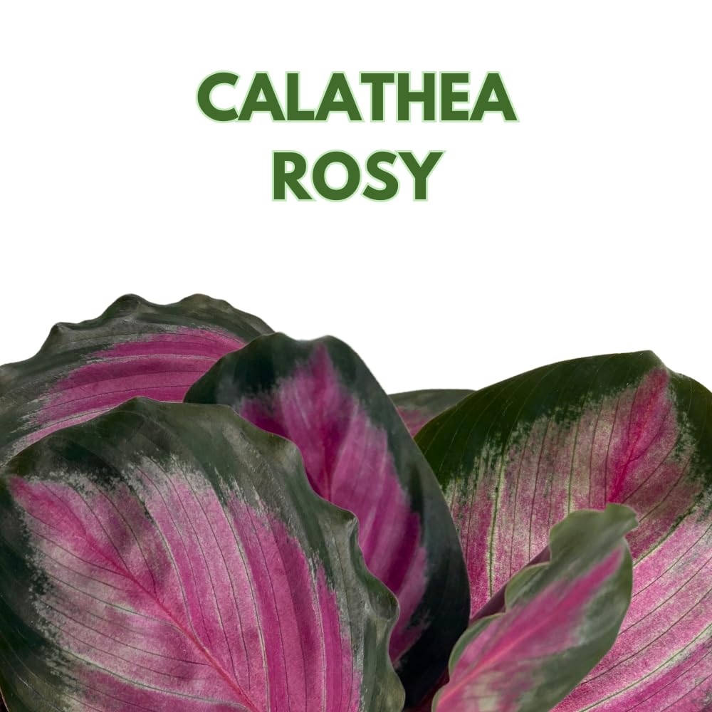 BubbleBlooms Calathea Rosie, in 4 inch Pot, Pink Picturata, Hot Pink Roseopicta, Rosey Pink Star, Rosy Prayer Plant