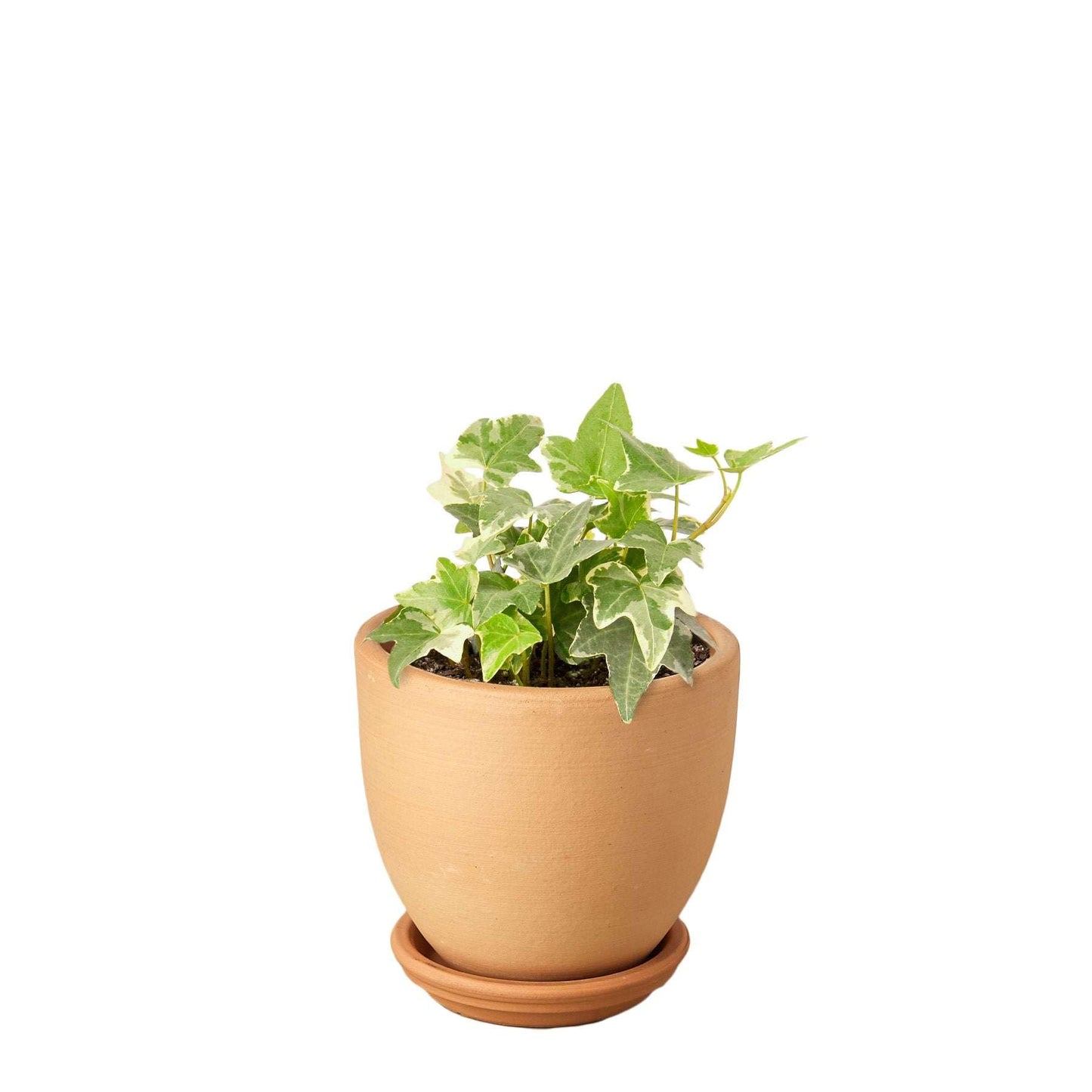 English Ivy 'Glacier' Live Plant for Indoor | Different Houseplants in 4'' & 6'' Pot | Real House Plant for Living Room, Office, Desk & Bathroom | English Ivy | Common Ivy