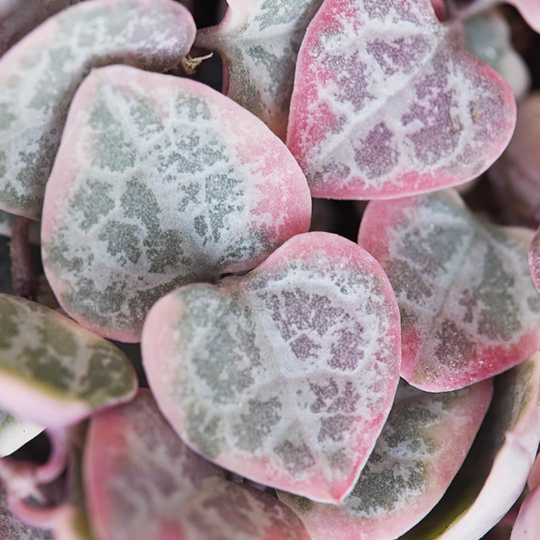 Variegated String of Hearts Live Plant in 2" Pot, Trailing Houseplant Indoor Outdoor, Fast-Growing, Indoor Hanging Succulent