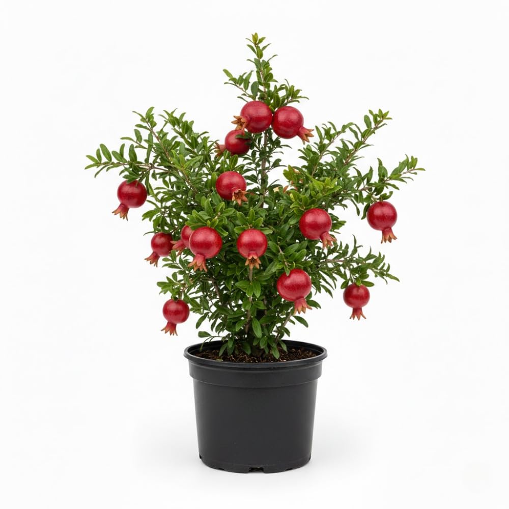 Pomegranate Tree Live Plant, Sweet Pomegranate Plant, 3 Gallon Pot, Ideal for Ornamental and Edible Garden, No Ship to CA
