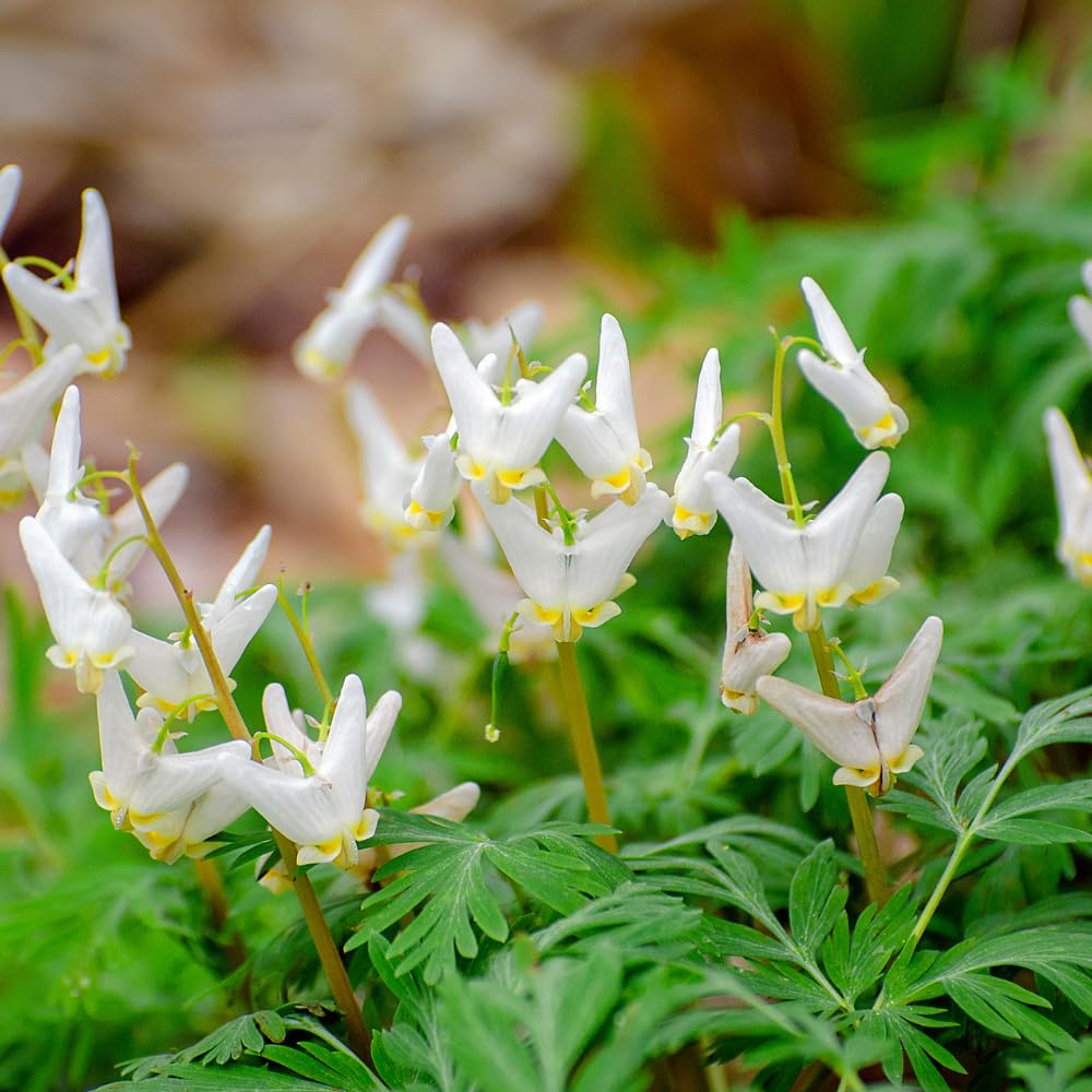 20 Live Dutchman’s Breeches Bare Root Plant, Easy Care, Low Maintenance, Early Spring Blooming Perennial, Ideal for Shade Gardens & Woodland Landscapes
