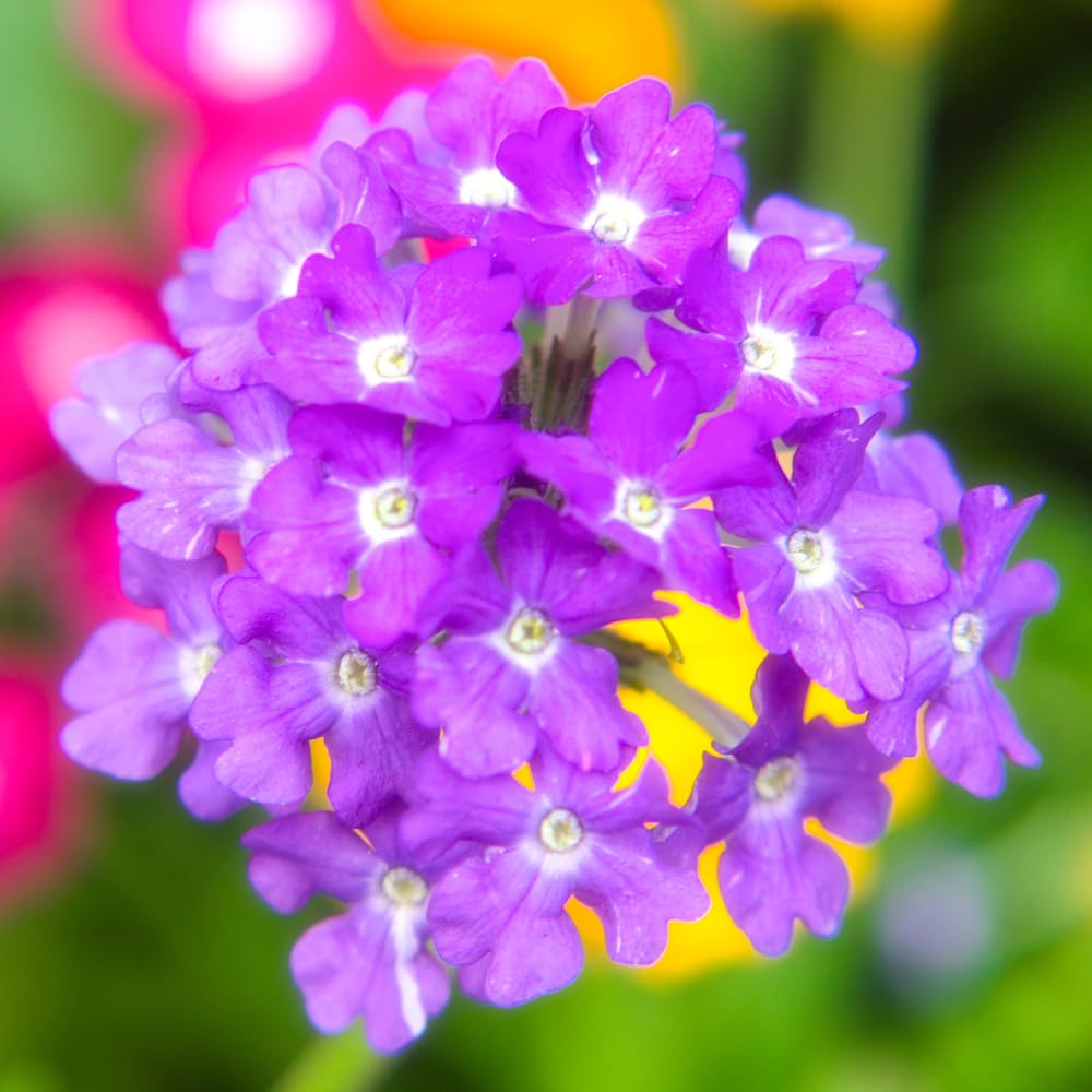 2 Lavender Verbena Live Plants, Trailing Verbena Plants for Planting Outdoor, Perennial Ground Cover Flowers 4-7 Inches