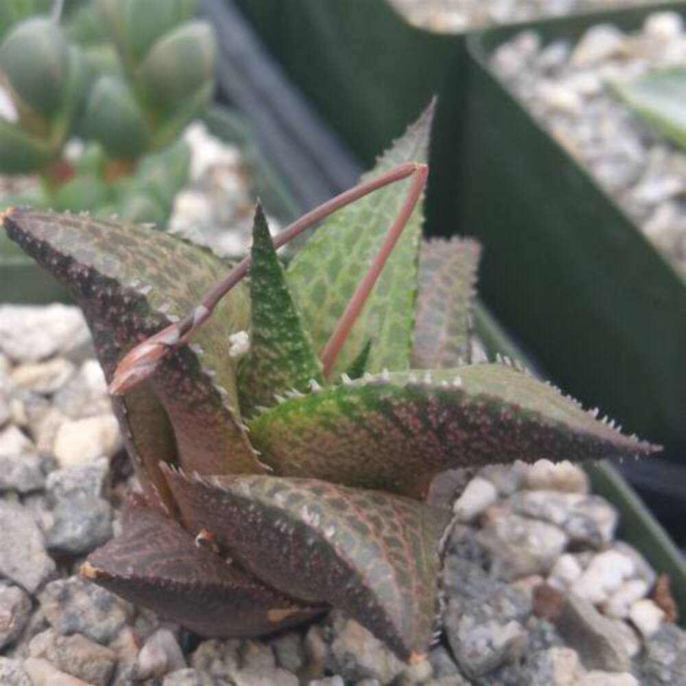 Haworthia veneosa Tessellata Cacti Cactus Succulent Real Live Plant