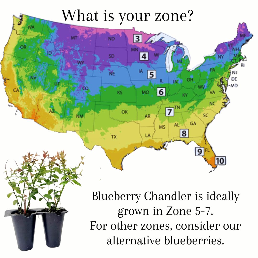 Live Chandler Blueberry Bushes (4 Pack) – Northern Highbush Blueberry Bushes for Planting, Vigorous Growth, Extended Harvest Season, Suitable for Various Climates