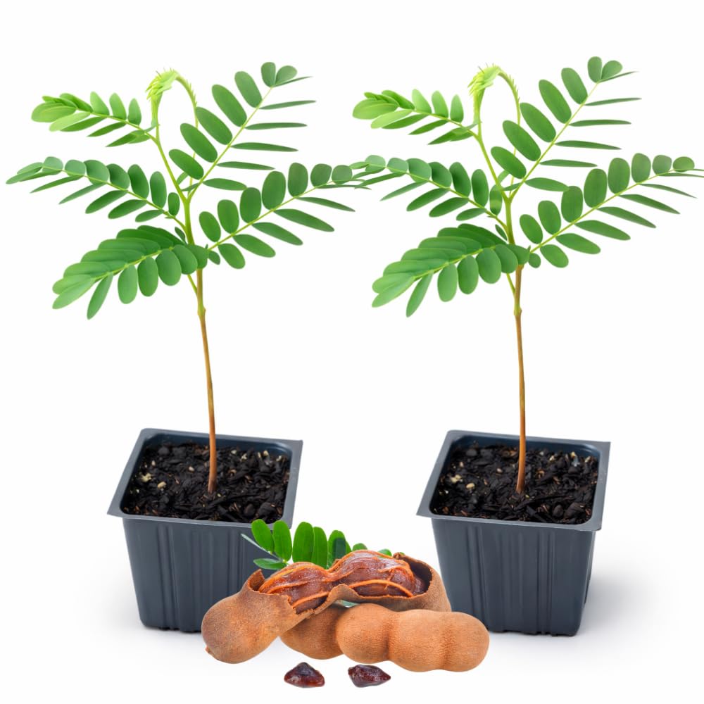 2 Pots Tamarind Plants in 4 Inch Pot, 6-10 Inches Tall Tamarind Tree Live Plant, Tropical Fruit Plants for Outdoor Growing