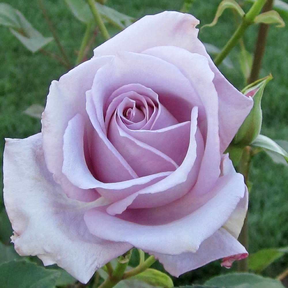 Heirloom Roses Rose Plant - Blue Girl Purple Rose Bush, Hybrid Tea Live Plant for Planting Outdoors