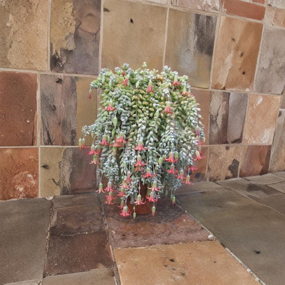 Cotyledon Pendens Succulent Plant, Trailing Succulent Houseplant Well Rooted 2'' Pot, Easy Care Indoor Plant