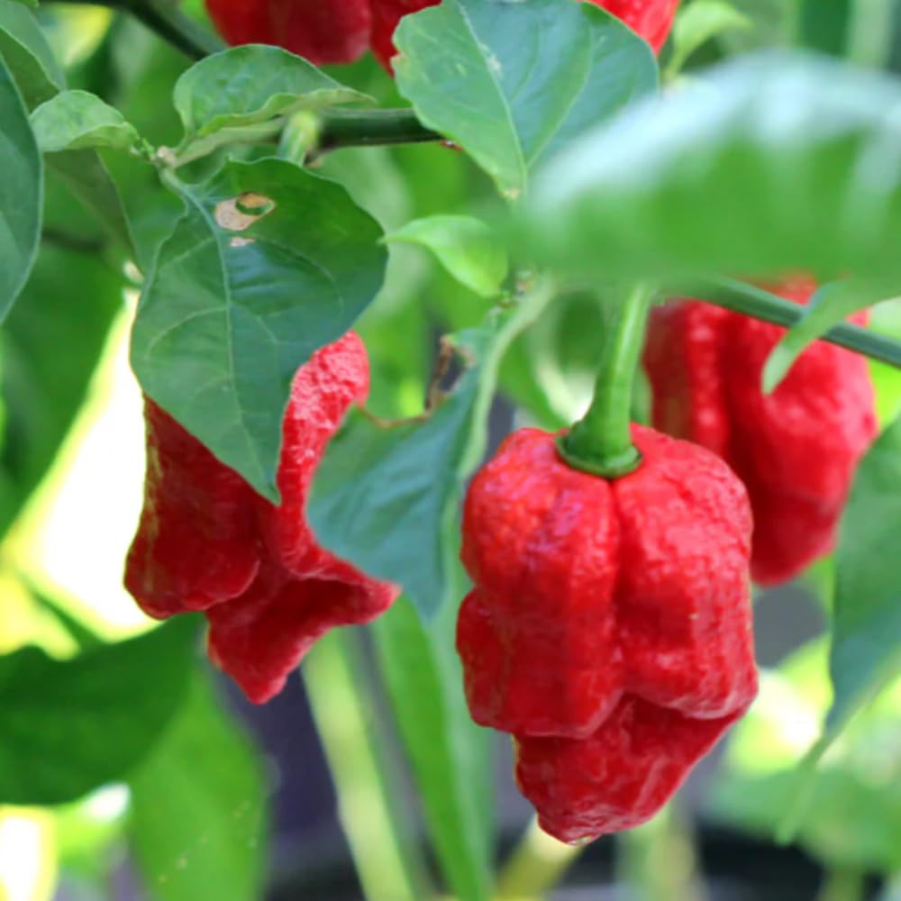 Live Red Bhut Jolokia Ghost Pepper Plant in 4 Inch Pot, 4–7 Inch Tall Seedling, Hot Chili Plant for Garden or Container Growing