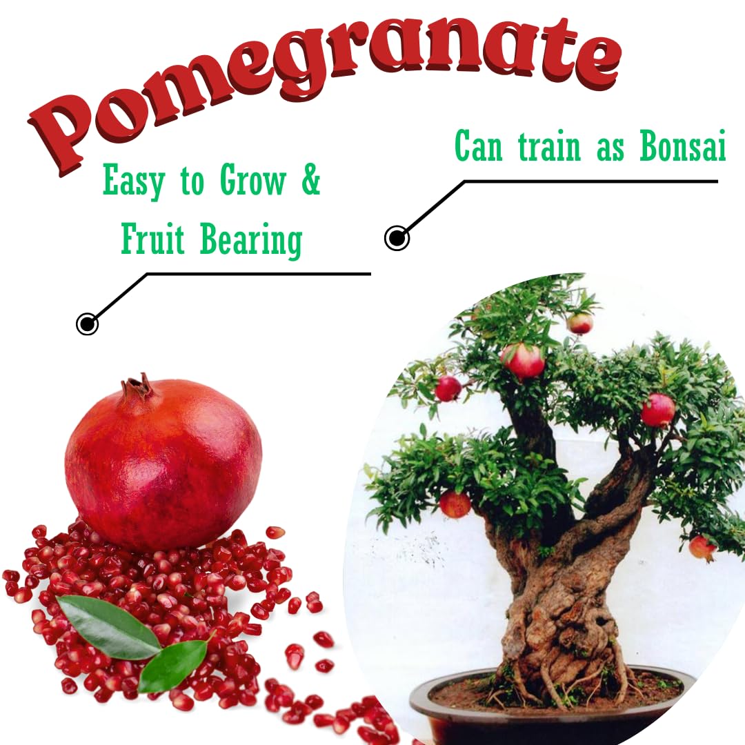 1 Year Old Pomegranate Tree Live Plant, Sweet Red Pomegranate Starter Size Seedling in 4" Pot, for Indoor Outdoor Spring Growing