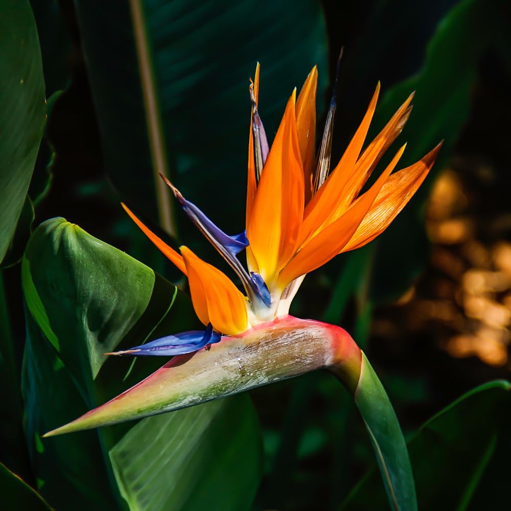 Orange Bird of Paradise Plant Live Houseplant, 5-12 Inch Tall, Ornamental Strelitzia Reginae Live Plant for Indoor Outdoor