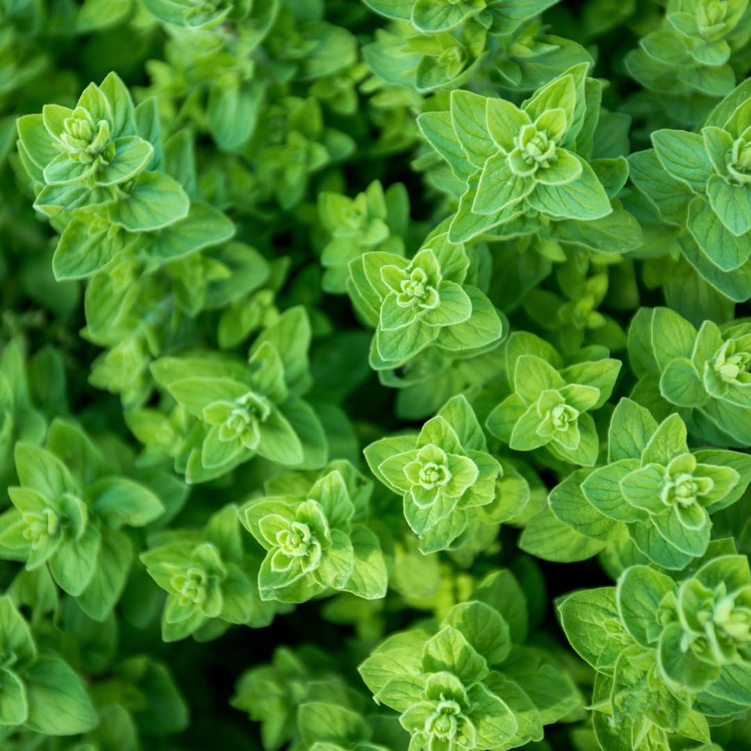 Set of 4 Greek Oregano Plants Live for Indoor Outdoor, Culinary Herb for Planting, 4-7 Inches Tall, Oregano Mint Plants Live