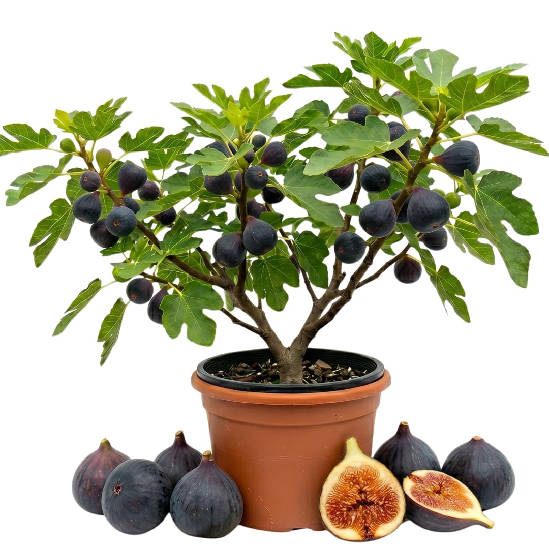 Fig Tree Live Plant, 1 Gallon Pot, Sweet Edible Fruit, Ready to Grow, Suitable for Gardens and Outdoor Planting, No Ship to CA (Black)