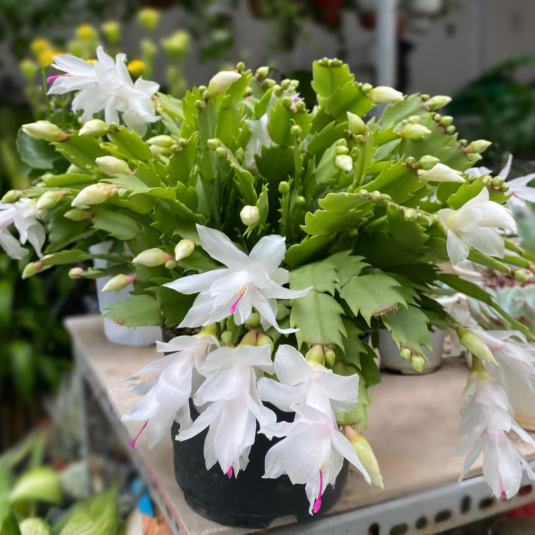 Christmas Thanksgiving Cactus Live Plant in 4 Inch Pot | Beautiful Christmas Cactus Plants | Easy-Care Indoor Houseplant | Perfect Holiday Gift for Plant Lovers | Random Color