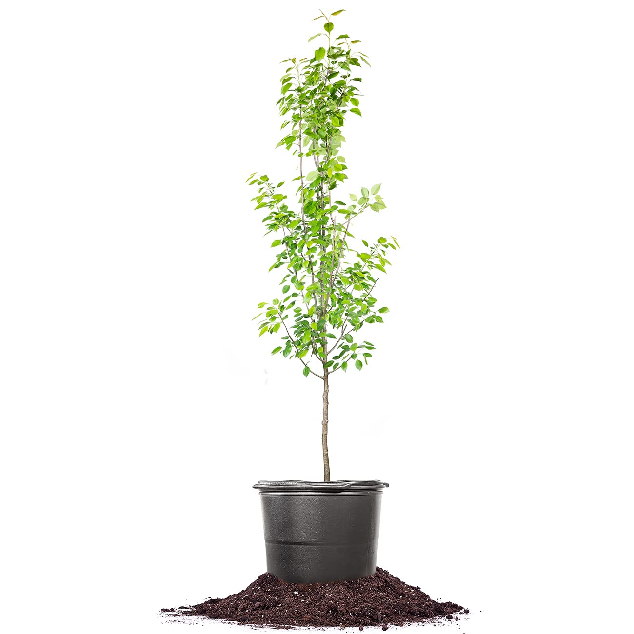 Perfect Plants Ayers Pear Tree 4-5 Feet | Live Trees for Outdoor Planting | Sweet Fruit for Fresh Eating or Canning | Sugar Pear Fruits Delicious and Healthy
