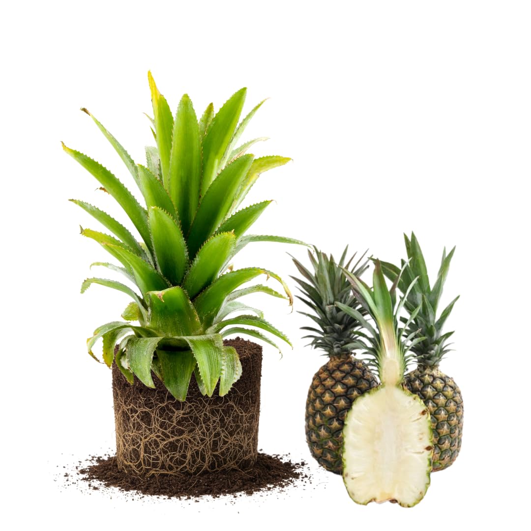 Set 2 Pineapple Plants Live, Sweet Pineapple Shrubs, Tropical Fruit, 4 to 8 Inch Tall for Planting Outdoor (White Jade)