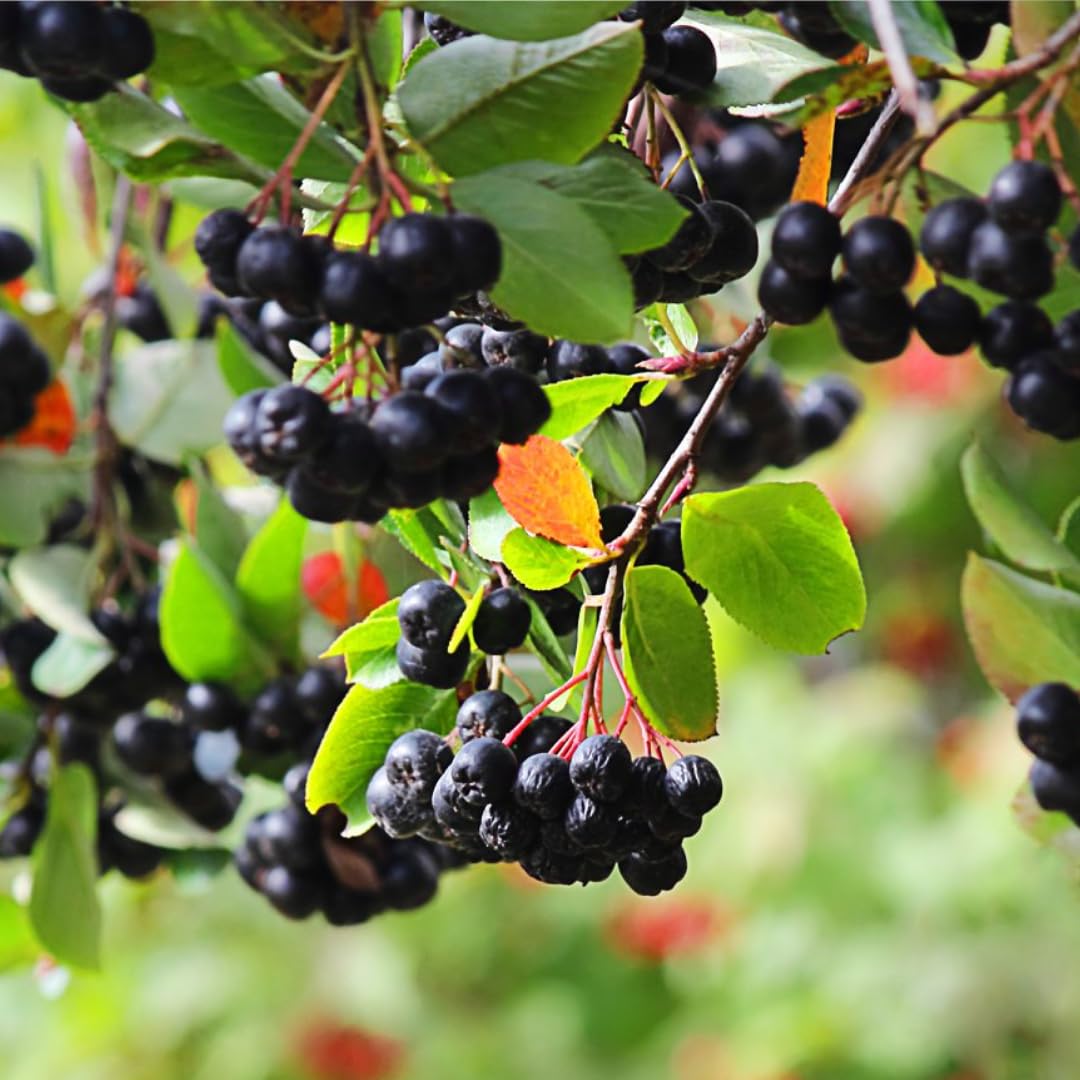 Viking Chokeberry Plant Live, Aronia Plants Shrub Bush, Chokecherry Like, 6 to 12 Inc Plant (Black)