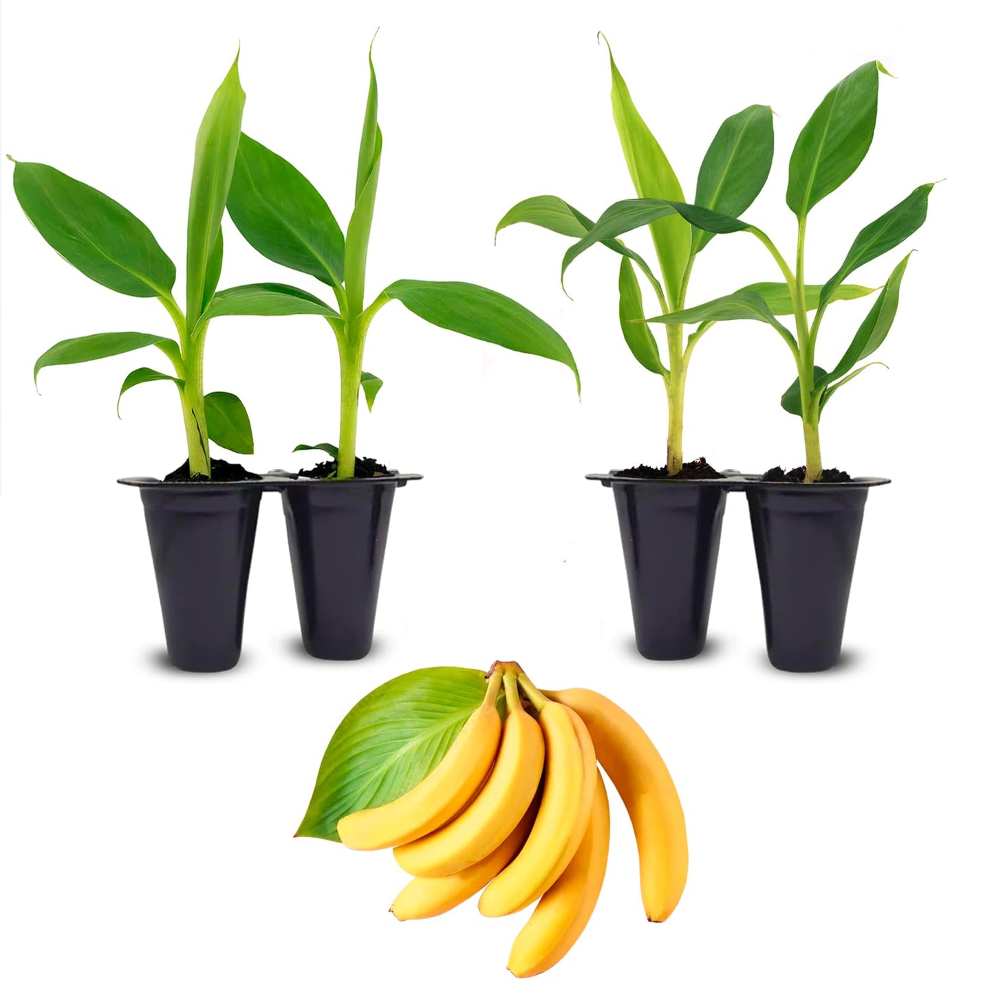 Banana Basjoo Plants (4 Pack) – Live Cold Hardy Banana Plants for Planting, Fast-Growing Ornamental Musa for Garden or Pots, Tropical Foliage, Thrives in Zones 5–11