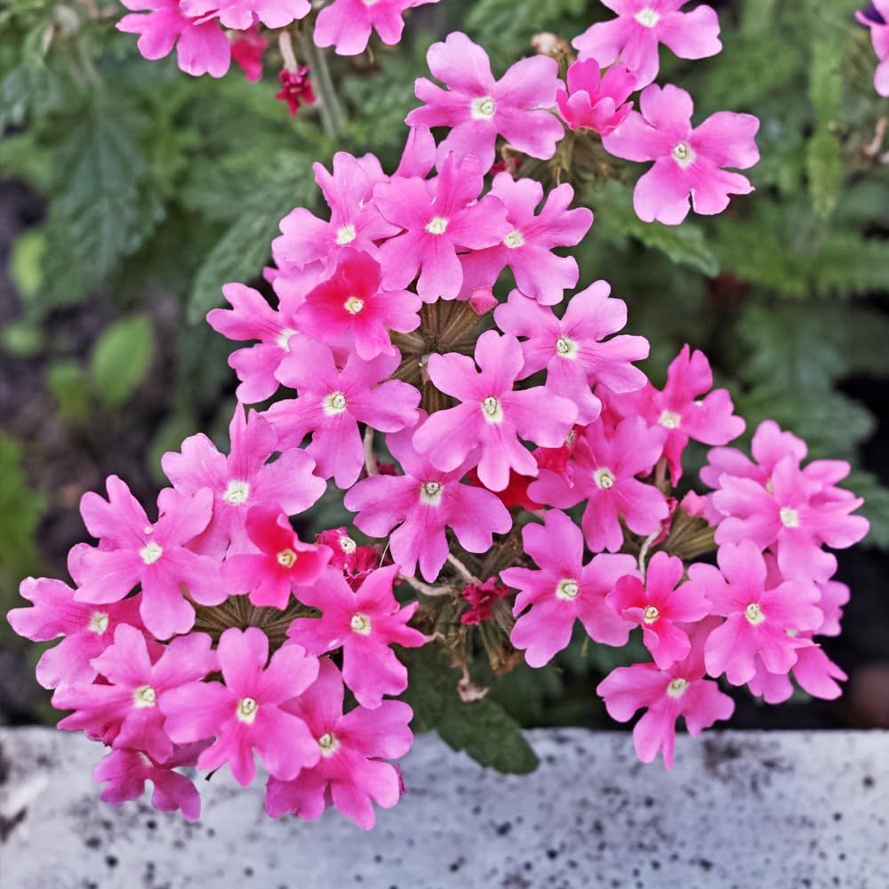 2 Pink Verbena Plants Live for Planting, Colorful Blooming Flower Plant, Verbena Live Plants, 5 to 7 Inc Tall