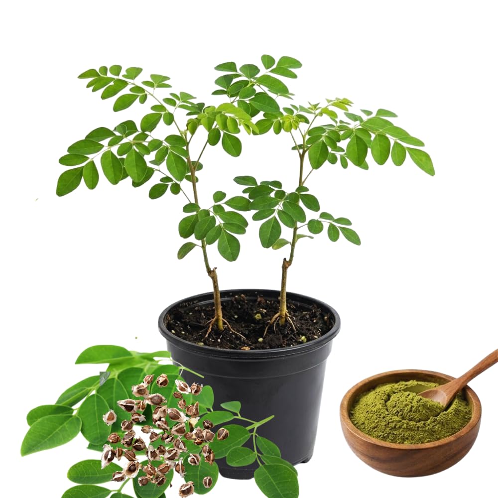 2 Moringa Trees Live Plants, Moringa Oleifera Drumstick Plant Live, 4 Inc Pot, Herb Garden Planting