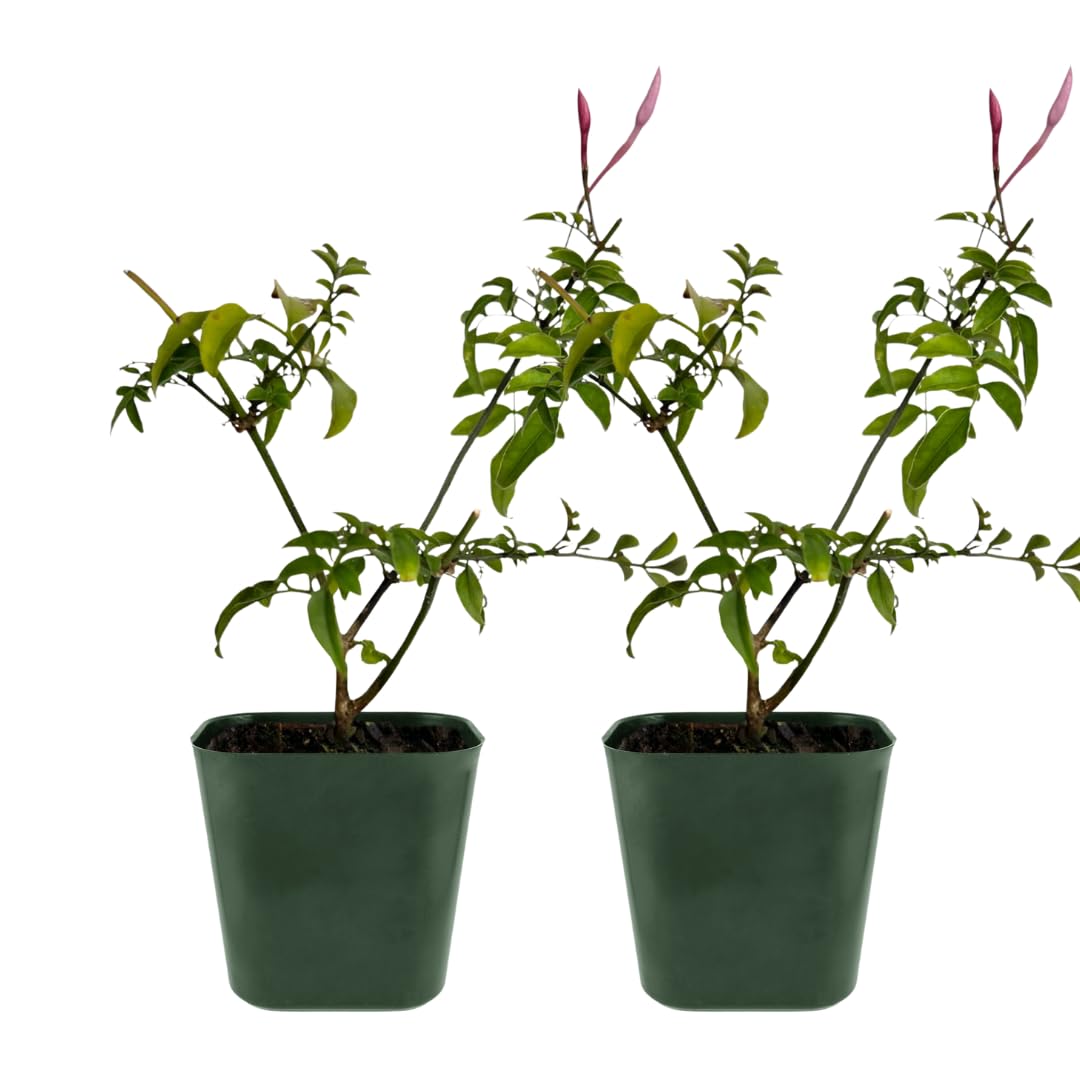 Mini Pink Jasmine Vine, Fragrant and Live Houseplant, 2 Inch Pot, Jasminum Polyanthum (2)