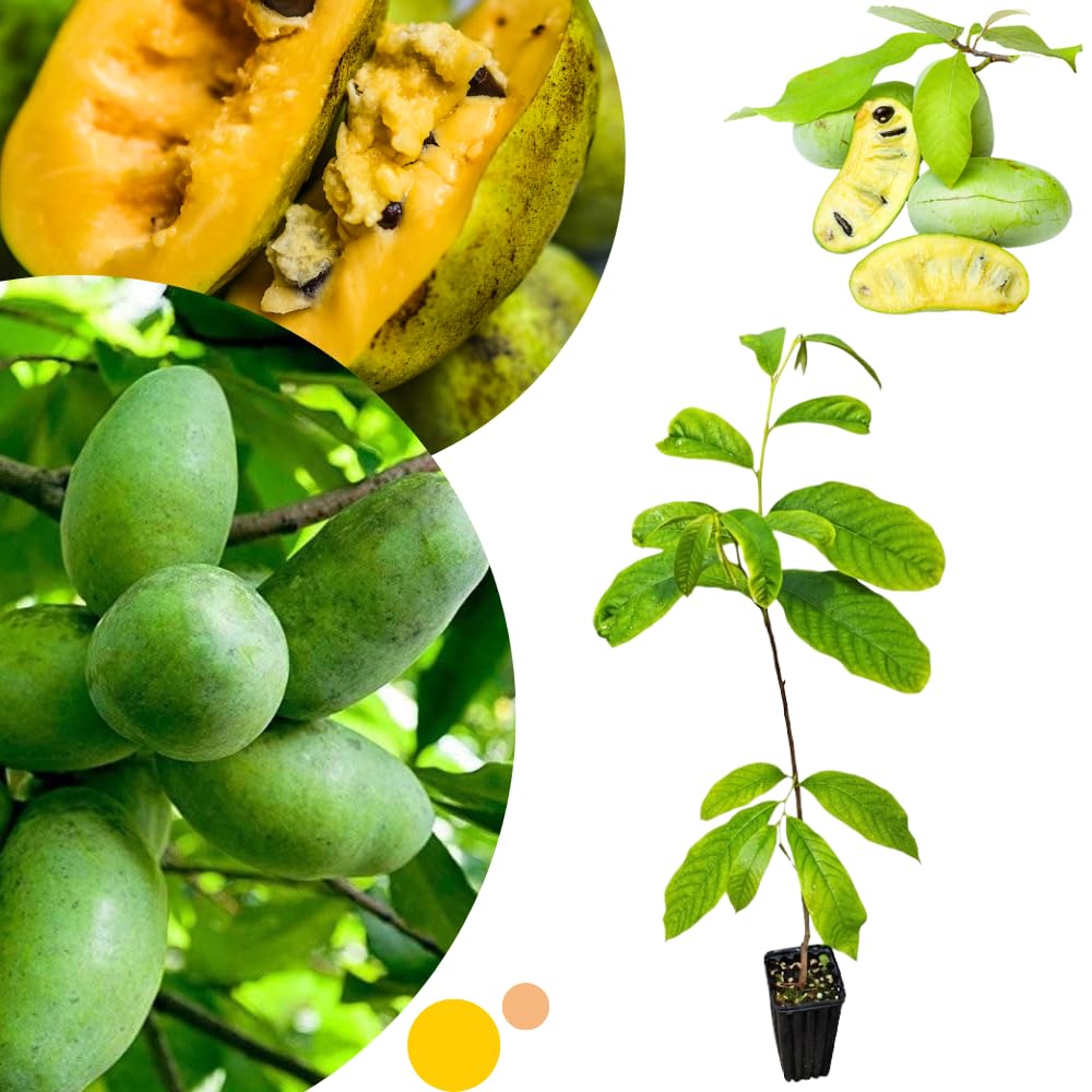 Live Pawpaw Tree 6-15 Inch Tall, Paw Paw Plant for Outdoor Planting, Quart Pot, Cold-Hardy Fruit Tree for Home Orchard