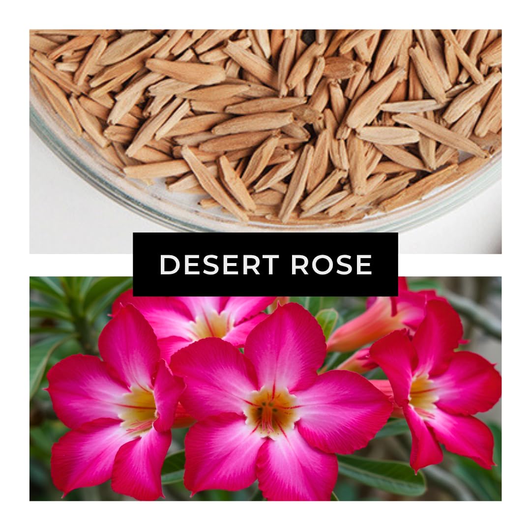40 Mixed Color Desert Rose Seeds for Planting | Adenium Obesum Seeds to Grow.. Exotic Bonsai Plant, Tropical Rose Flower