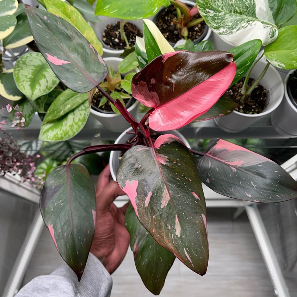 Pink Princess Philodendron Live Plant | Easy Plants Live Houseplants with 4 Inch Pot | Philodendron Pink Princess Plant for Indoor Home & Office