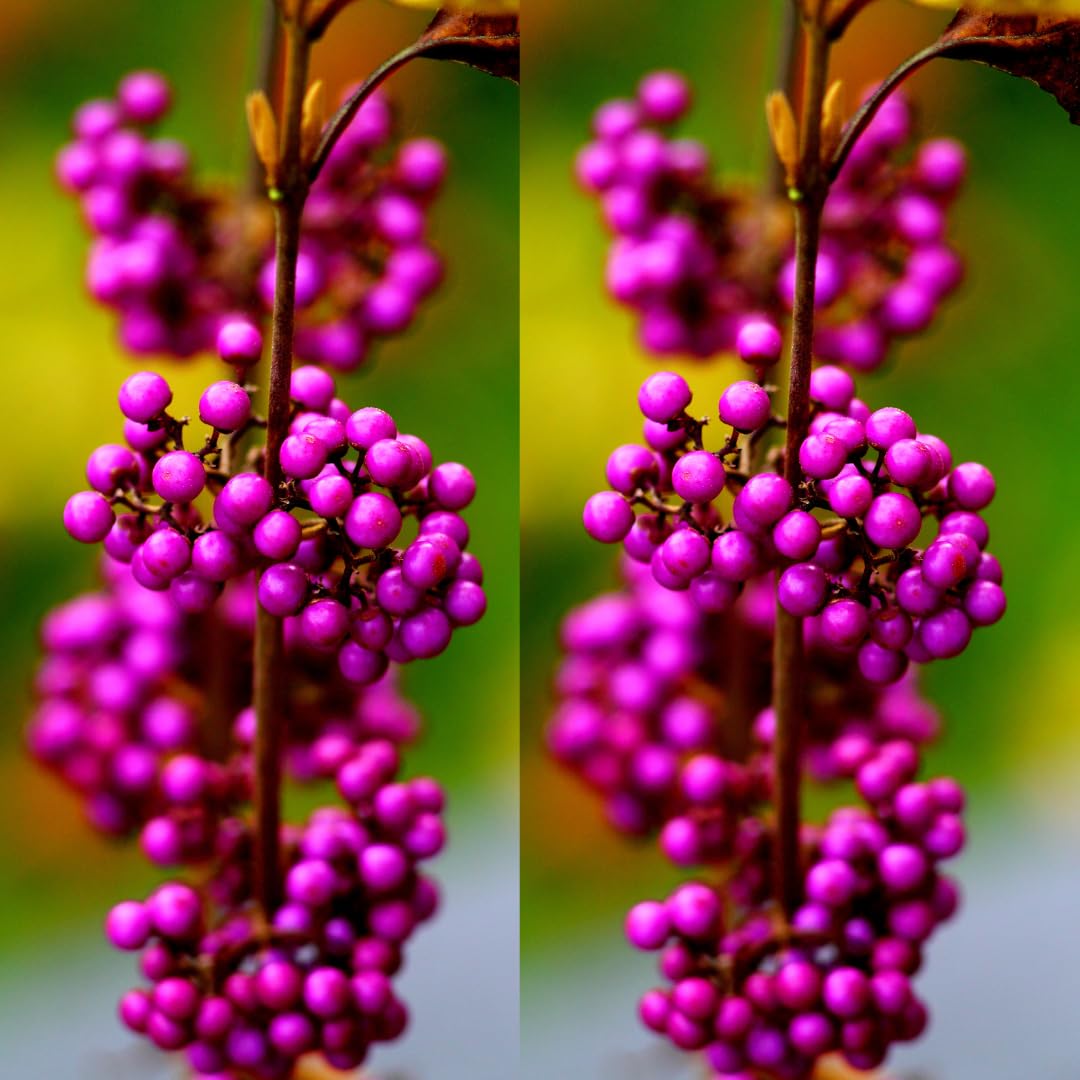 American Beautyberry Tree Live Plant, 2–3 Years Old, 12-16 Inches Tall, Outdoor Berry Shrub for Garden Spring Planting, Bare Root, Well-Rooted