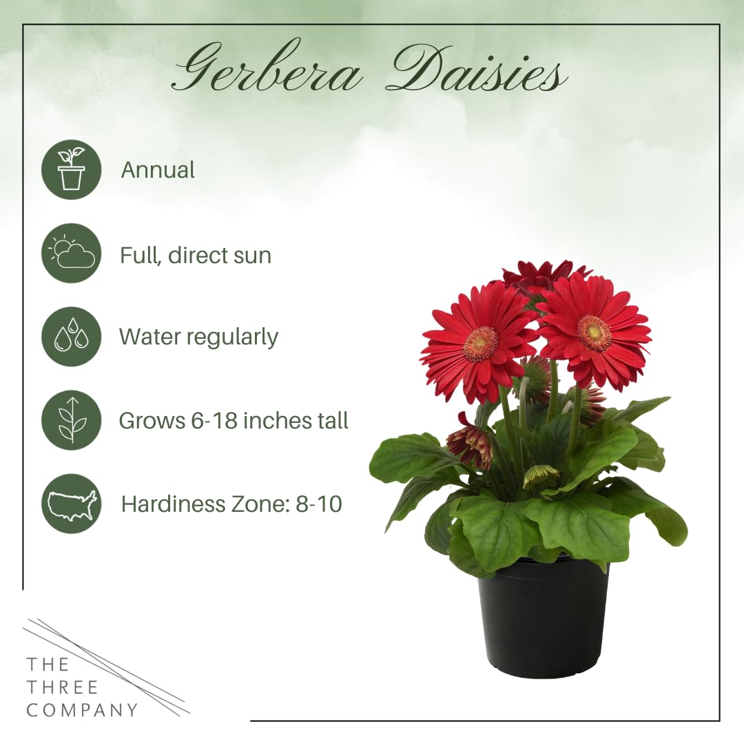 Live Flowering Gerbera Daisies - Shades of Pink (2 Plants Per Pack) - Beautiful Spring Flowers - 12" Tall by 5" Wide in 1 Qt Pot