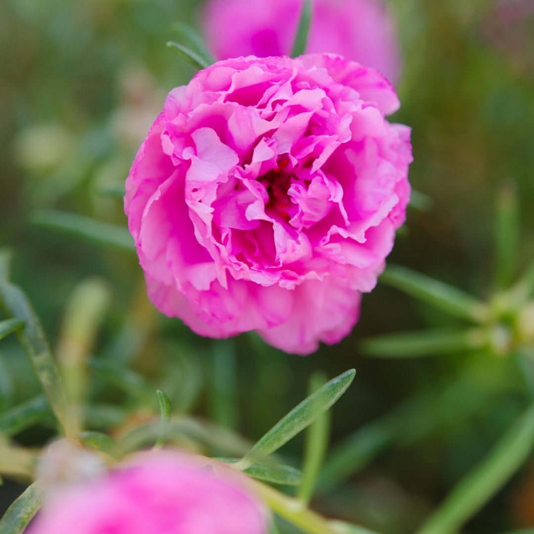 Set of 4 Live Portulaca Plants, Moss Rose Flower Plants, 4–7 Inches Tall, Ready for Indoor or Outdoor Planting (Deep Pink Portulaca)